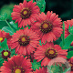 Gaillardia 'Burgunder' GM P9