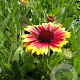 Gaillardia 'Kobold' GM P9