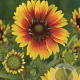 Gaillardia 'Kobold' GM P9