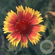 Gaillardia 'Kobold' GM P9