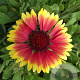 Gaillardia 'Kobold' GM P9