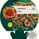 Gaillardia 'Kobold' GM P9