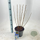 Prunus tomentosa 30-40 cm 3,0L