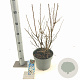 Prunus tomentosa 30-40 cm 5,0L