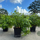 Galium odoratum GM P9