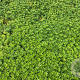 Galium odoratum GM P9