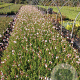 Gaura lindheimeri GM P9