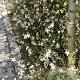 Gaura lindheimeri GM P9