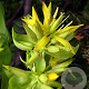 Gentiana lutea GM P9
