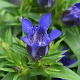 Gentiana septemfida lagodechiana GM P9
