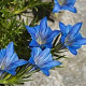 Gentiana sino-ornata GM P9