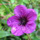 Geranium 'Ann Folkard' GM P9