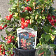 Vaccinium vitis-id. 'Red Pearl' 12-15 cm P12