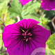 Geranium 'Anne Thomson' GM P9