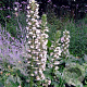 Acanthus mollis 'Rue Ledan' GM P9