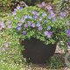 Geranium 'Azure Rush' GM P9