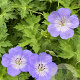 Geranium 'Azure Rush' GM P9