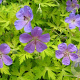 Geranium Blue Sunrise GM P9