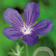 Geranium Blue Sunrise GM P9
