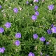 Geranium 'Brookside' GM P9