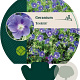 Geranium 'Brookside' GM P9
