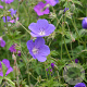 Geranium 'Brookside' GM P9
