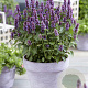 Agastache Beelicious Purple GM P9