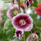 Alcea r. 'Crème de Cassis' GM P9