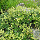Alchemilla hoppeana GM P9