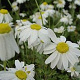 Anthemis carpatica 'Karpatenschnee' GM P9