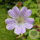 Geranium 'Chantilly' GM P9