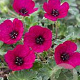 Geranium cin. Jolly Jewel Red GM P9