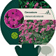 Geranium cinereum subcaulescens GM P9