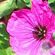 Geranium cinereum subcaulescens GM P9