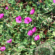 Geranium cinereum subcaulescens GM P9