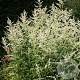 Artemisia lactiflora 'Jim Russell' GM P9