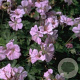 Geranium dalmaticum GM P9