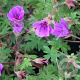 Geranium 'Dilys' GM P9