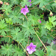 Geranium 'Dilys' GM P9