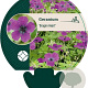 Geranium Dragon Heart GM P9