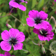 Geranium Dragon Heart GM P9