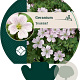 Geranium Dreamland GM P9