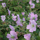 Geranium Dreamland GM P9