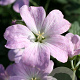 Geranium Dreamland GM P9