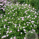 Geranium Dreamland GM P9