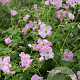 Geranium Dreamland GM P9