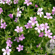 Geranium endressii GM P9