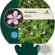 Geranium endressii GM P9