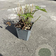 Geranium endressii GM P9