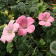 Geranium endressii 'Wargrave Pink' GM P9